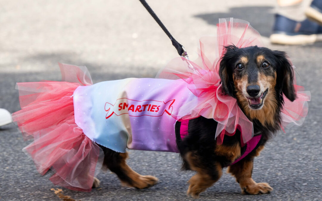 Cape Cod Doxie Day