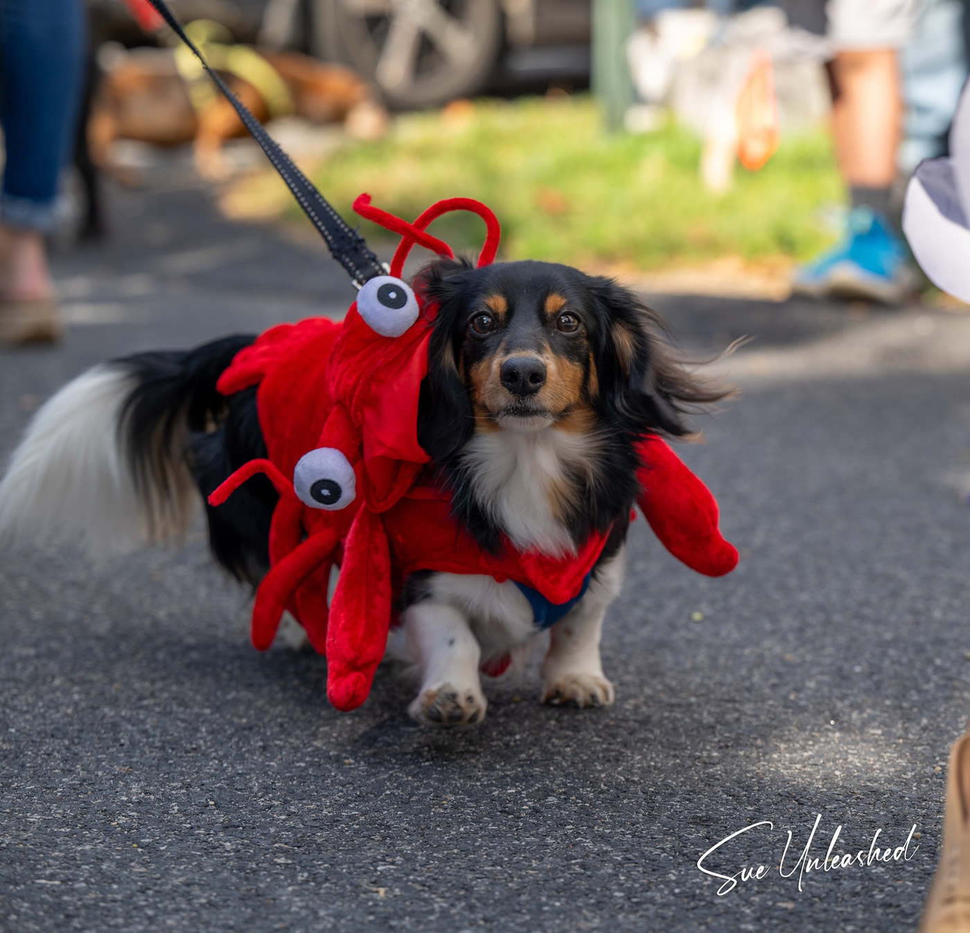 capecoddoxieday20242 The Sampson Fund