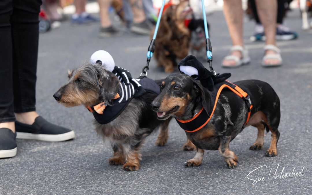 capecoddoxieday20243 The Sampson Fund